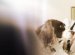 bachelor of veterinary science distance education